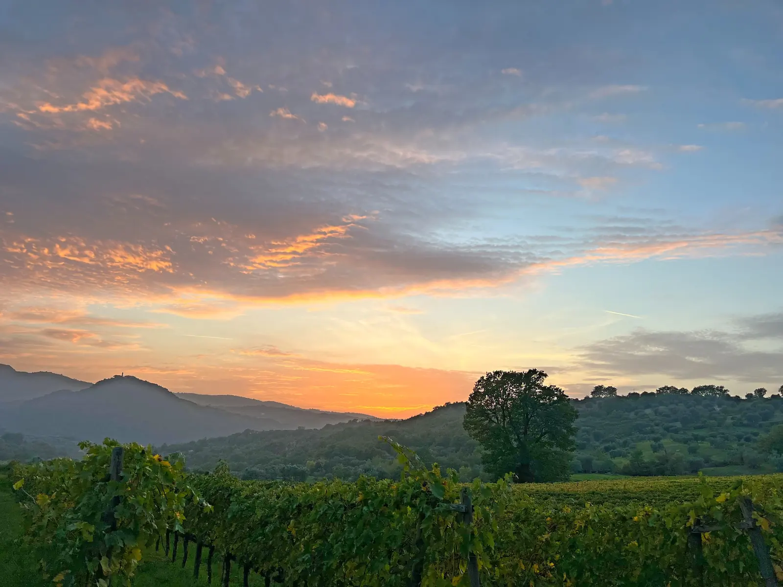 Sunset over a vineyard in Tuscany, with a large tree on the ridge, olive groves and a hilltop tower on the horizon
